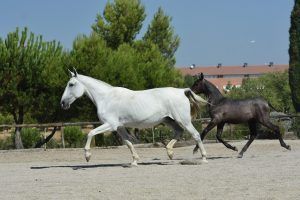 galenica